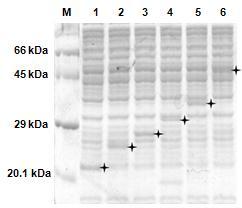 ExiProgen 을이용한목적단백질의정제 M : AccuLadder Protein Size Marker (Low), CL ; Recombinant cell lysate P ; Purification sample Figure 3.