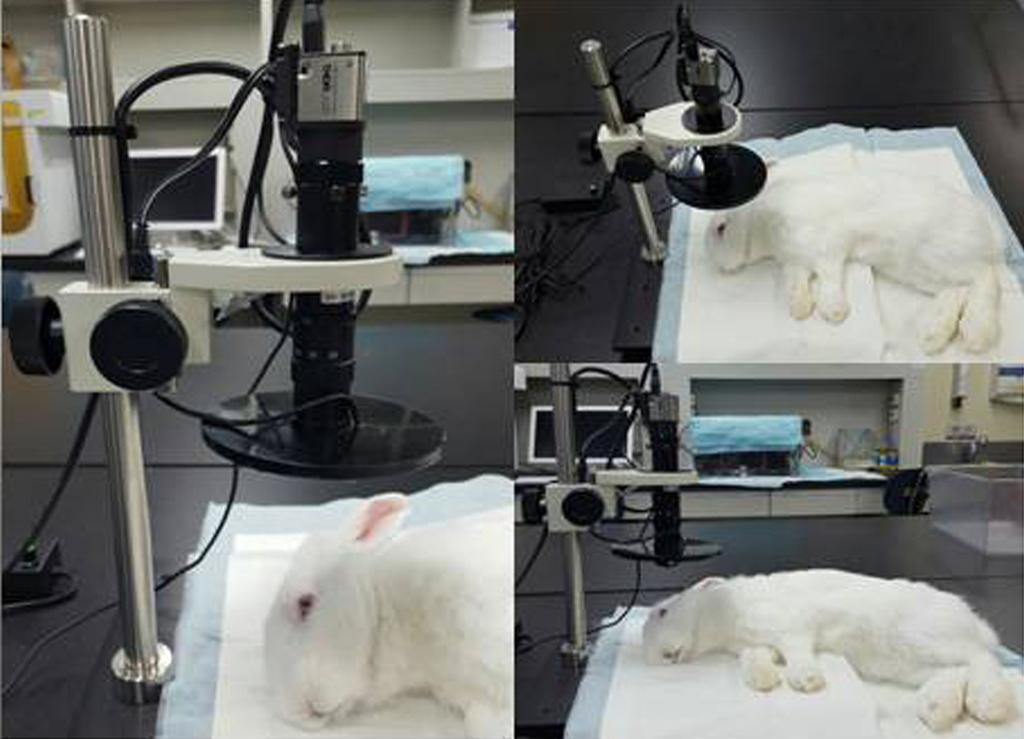 동물들의마이봄샘을촬영하기위하여특수제작된동물실험용마이봄샘촬영장비를이용하였다 (Meiboviewer for animal experiments; Visual Optics, Chuncheon, Korea) (Fig. 1). 동물들의마취를위하여, tiletamine/zolazepam (Zoletin, 30 mg/kg, Virbac Lab.