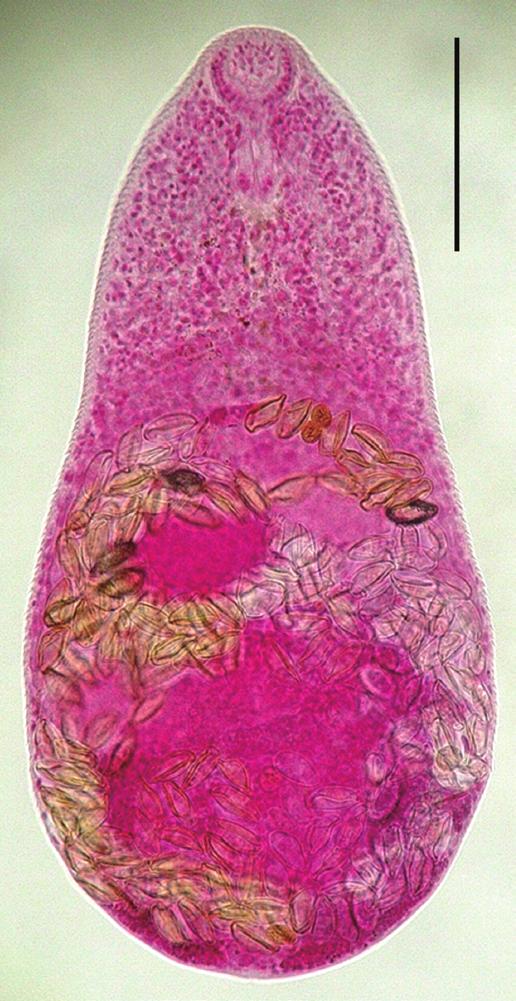 spherical ovary (O), single globular testis (), and follicular vitellaria distributing in post-ovarian fields. D) S. falcatus adult.