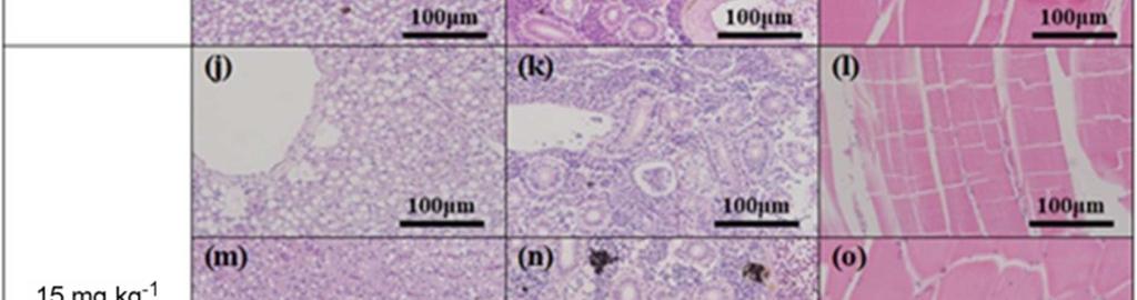 1일차 (Fig. 4-n, q) 와 14일차 (Fig. 8-k), 21일차 (Fig.