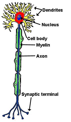 (axon): 신경정보를다른뉴런으로전달 / A single extension 기타수초 (myelin): 지방성물질