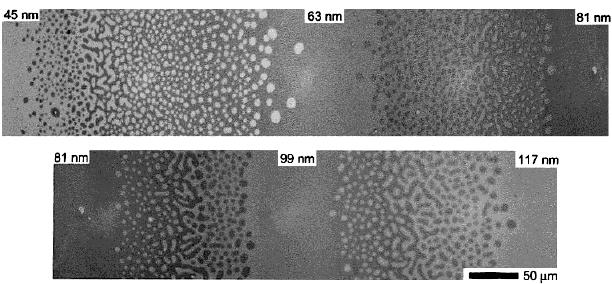 그림 11. 26 k PS-b-PMMA 두께구배필름의실제광학이미지. 필름은 170 도에서 6 시간동안열처리하였음. 각각의두께표시에서는연속적으로라멜라모폴로지가관찰되는두께영역 (h (m+1/2)l o, m=2-6). 24 표면모폴로지를관찰할수있다.