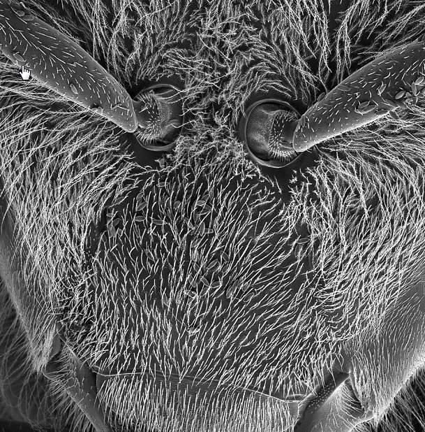 진모낭 / 털주머니 (hair follicles) 를가지고있는대신에꿀벌털의축은단열성능을높여주는많은가지들이달려있다.