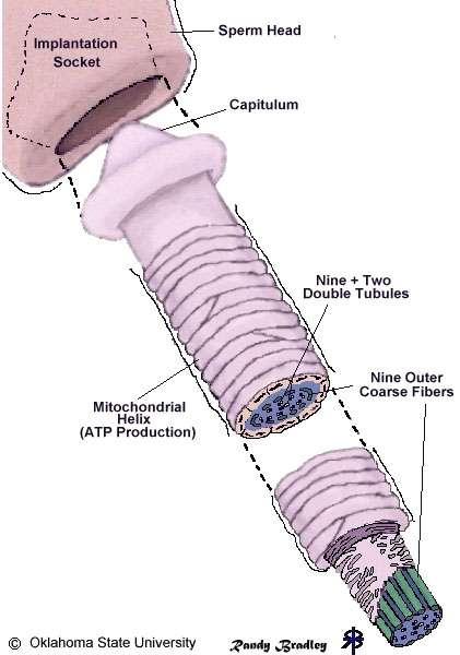 정자의구조 1) 정자의두부 : 정자핵, 첨체, 세포골격 2) 정자의미부 (1) 경부 (2) 축사 (3)