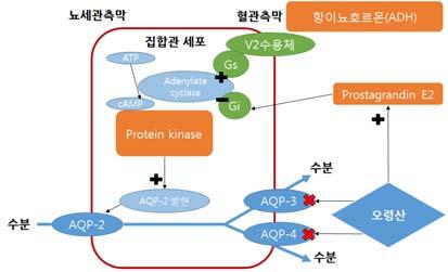 Fig. 1. The action of Oryung-san for the water regulation in collecting duct of kidney.