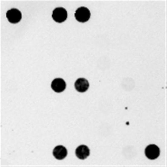 Paenibacillus larvae(afb), Melissococcus plutonius (EFB), Nosema ceranae, Ascosphaera apis, Aspergillus fluvus, SBV, ksbv, DWV, IAPV, BQCV, CBPV 11 DNA. 5 DNA PCR, -Asy primer mix PCR, DNA-chip.