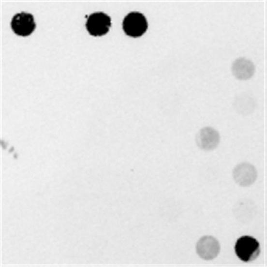 . The fluorescence image and signal intensity of Aspergillus flavus detection using -Asy primer mix and target DNA.