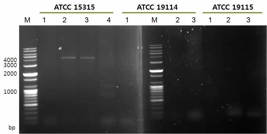 그림 4. PCR 을이용한 L. monocytogenes Csn1 단백질유전자의증폭. 2) 증폭된 L. monocytogenes ATCC 15315의 Csn2 단백질유전자를 E. coli에서의생산하기위해 E.