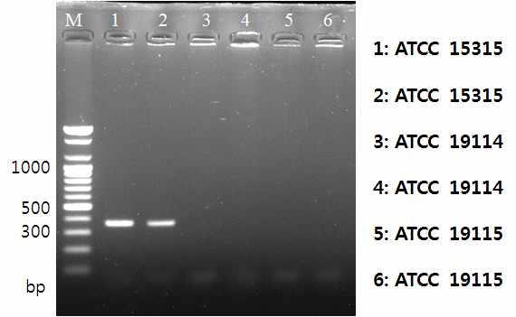 마. L. monocytogenes의 Cas2 단백질의생산 1) 확보한 3종의 L. monocytogenes strain을대상으로 PCR을수행하여 Cas2 단백질유전자 (342 bp) 의증폭을시도하였으며아래그림 15에서확인할수있는바와같이 L.