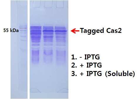 coli 에서 Cas2 단백질의생산을목적으로 다음의그림 16 와같이 His-MBP tag 이있고 Tag 과 Cas2 백질사이에는 TEV protease site 가있는구조를가지는 Construct 에 Cloning 하였음. 그림 16. E.
