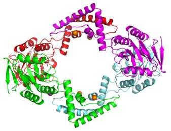 4) 위에서얻어진결정으로부터 X- 선결정학을이용하여 S. pyogenes Csn2 단백질의결 정구조를규명 ( 그림 24). 그림 24. S. pyogenes Csn2 단백질의결정구조 5) S.
