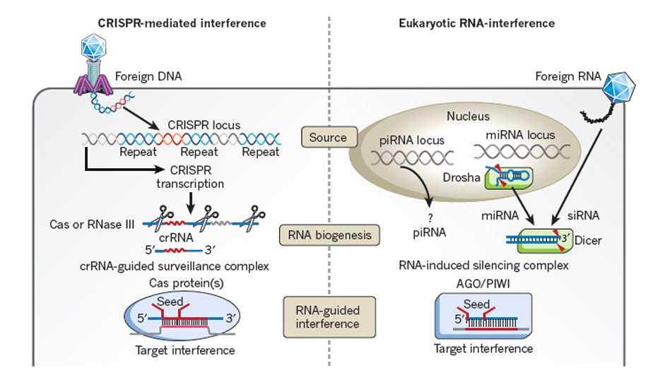 나. L. monocytogenes와유사한 phage 저항체계의연구 1) 연구의성공률을높이고위험요소분산을위해 L. monocytogenes와유사한 CRISPR-Cas system을보유한병원균을연구대상으로선정. 2) L.