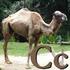 Camel_C